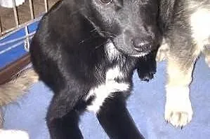 BASKO- radosny szczeniak do adopcji