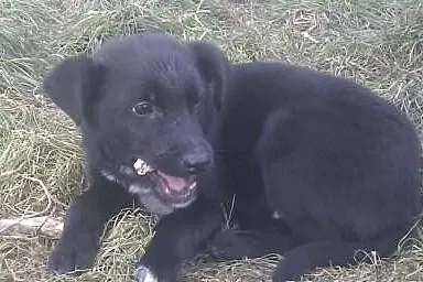 BASKO- radosny szczeniak do adopcji