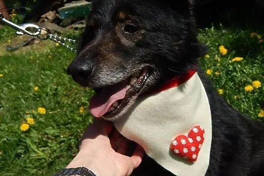 Ząbek sympatyczny piesek potrzebuje pilnie dobrego domku, , Wrocław