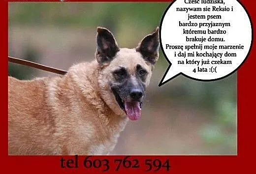 Reksio sympatyczny rudzielec dla całej rodziny szu