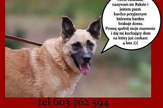 Reksio sympatyczny rudzielec dla całej rodziny szu
