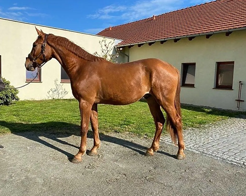 Doskonałe sportowe pochodzenie 2019 POKER DE MARIPOSA x CRISTALLO II, ,