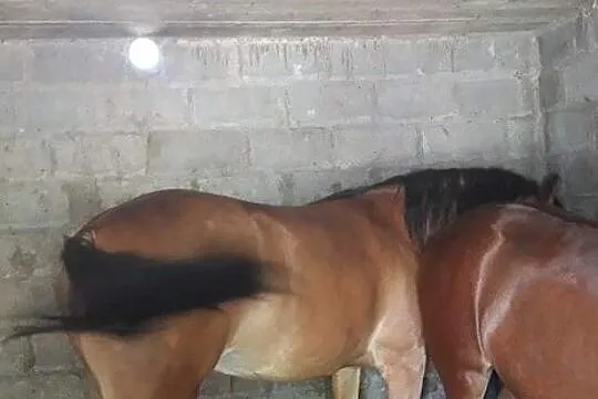 Konie zimnokrwiste, klaczka i ogierek, Lipiny