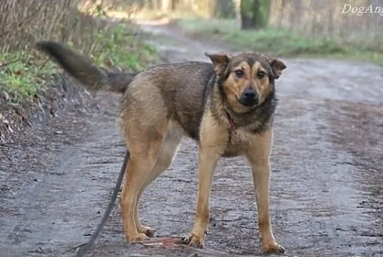 Dora pilnie szuka domu