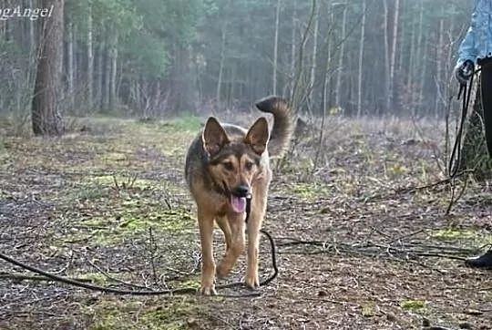 Dora pilnie szuka domu