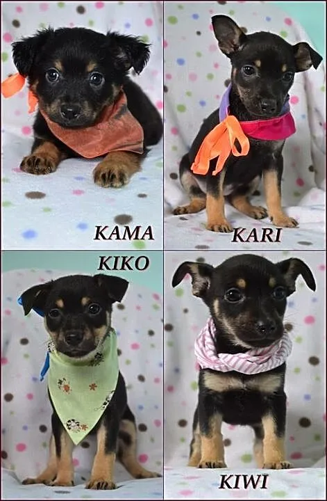 Mięciutkie szczeniaczki do adopcji :)