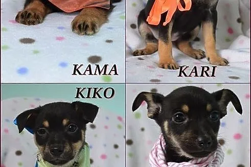 Mięciutkie szczeniaczki do adopcji :)