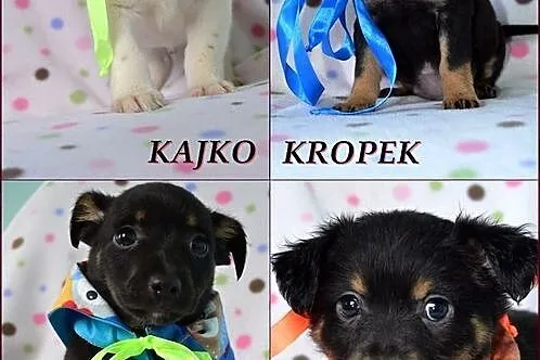 Mięciutkie szczeniaczki do adopcji :)
