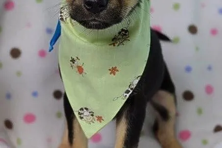 Mięciutkie szczeniaczki do adopcji :)