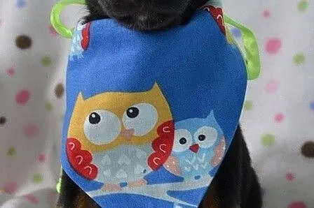 Mięciutkie szczeniaczki do adopcji :)