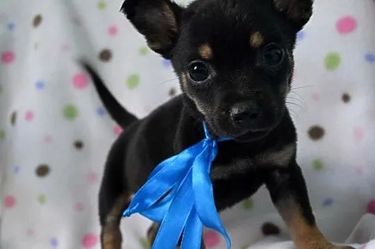 Mięciutkie szczeniaczki do adopcji :)