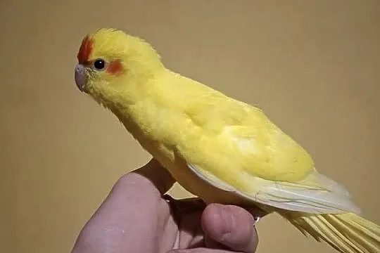 Ręcznie karmione papugi