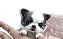 Chihuahua suczka długowłosa z rodowodem!
