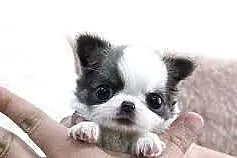 Chihuahua suczka długowłosa z rodowodem!
