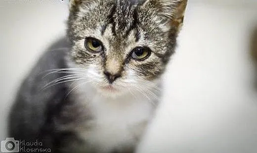 Silan, 3 miesięczny, pełen radości kociak adopcja,