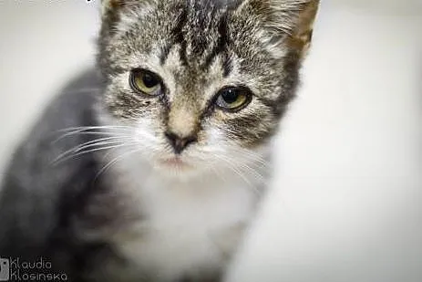 Silan, 3 miesięczny, pełen radości kociak adopcja,