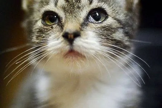 Silan, 3 miesięczny, pełen radości kociak adopcja,