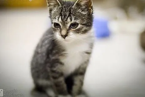 Silan, 3 miesięczny, pełen radości kociak adopcja,