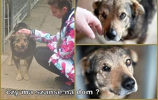 Niko - kochany kundelek, czy ktoś Go zauważy? , K
