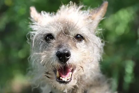 Babiczka do adopcji, Śląskie, Gliwice