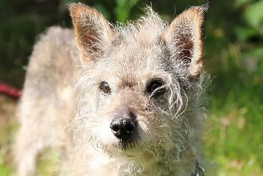 Babiczka do adopcji, Śląskie, Gliwice