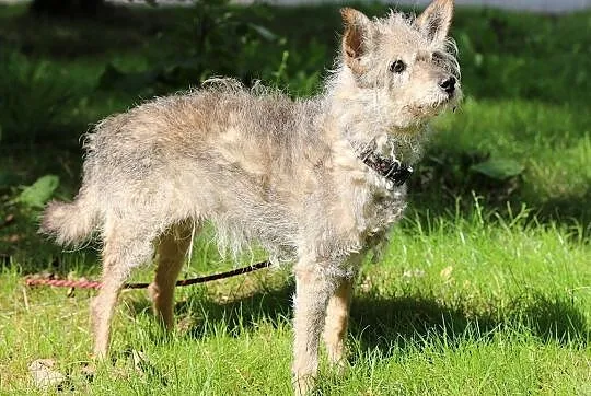 Babiczka do adopcji, Śląskie, Gliwice