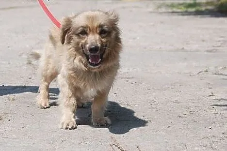 8 kg malutka Psotka szuka domu!,  mazowieckie Wars