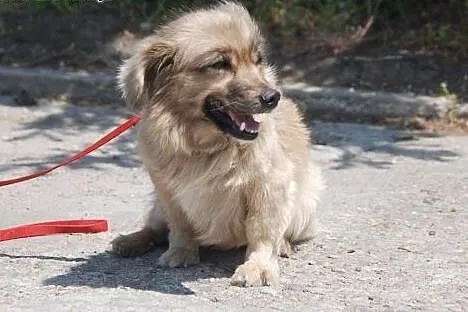 8 kg malutka Psotka szuka domu!,  mazowieckie Wars