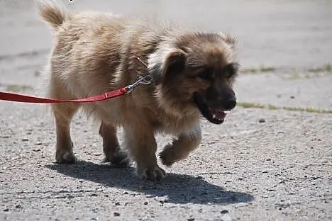8 kg malutka Psotka szuka domu!,  mazowieckie Wars