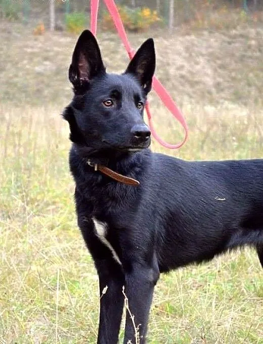 Suzi - wzorowa, bezproblemowa suczka :), warmińsk
