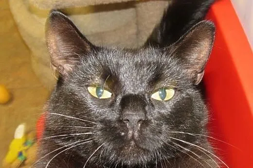 Ok 2 letnia kotka LILI szuka domu tymczasowego, a 