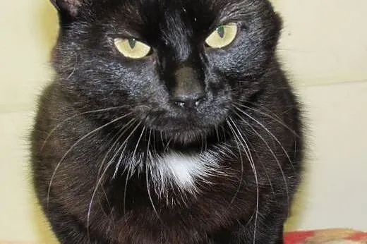 Ok 2 letnia kotka LILI szuka domu tymczasowego, a 