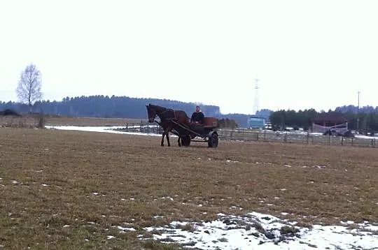 Zaprzęgany wałach