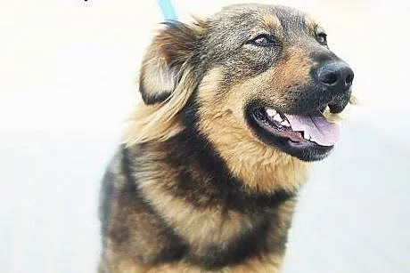 RESZKA piękna suczka czeka na dom.,  śląskie Katow