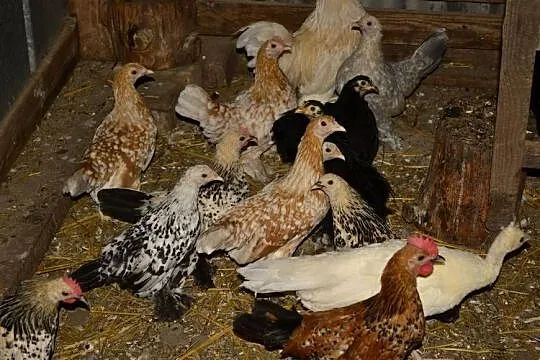 Kochiny czarne, karzełki łapciate, różne kolory