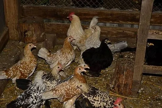 Kochiny czarne, karzełki łapciate, różne kolory, Podkarpackie, Rzeszów