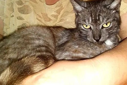 SZAFIR pragnie domu !!!,  łódzkie Łódź