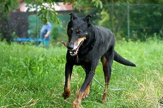 Westa, czyli druga młodość babci_Oddana w dniu 11 