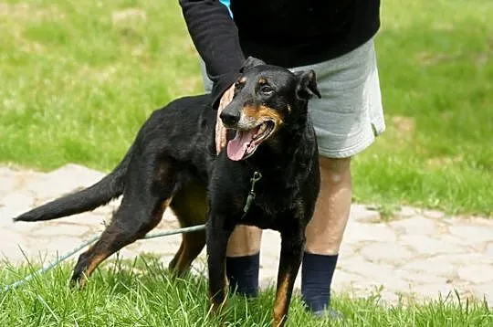 Westa, czyli druga młodość babci_Oddana w dniu 11 