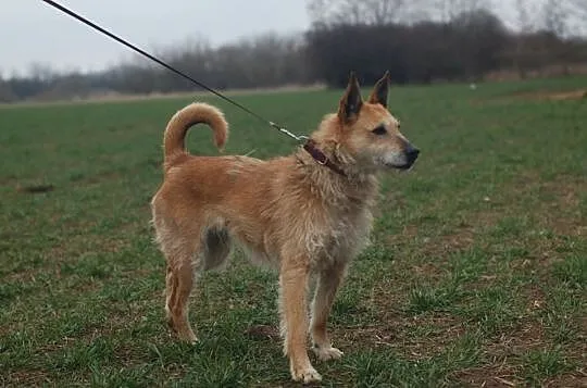 Dyszka - chcę strzec Twojego podwórka,pokochaj mni