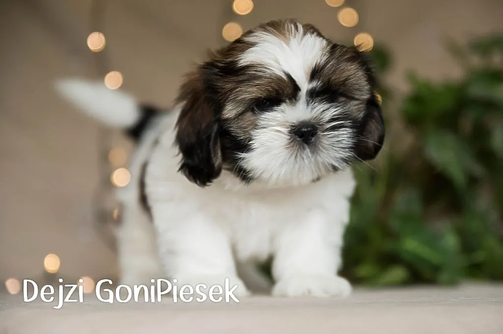 Shih Tzu Tricolor, Łódzkie, Dłutów