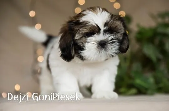 Shih Tzu Tricolor, Łódzkie, Dłutów