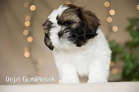 Shih Tzu Tricolor, Łódzkie, Dłutów