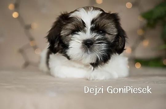 Shih Tzu Tricolor, Łódzkie, Dłutów