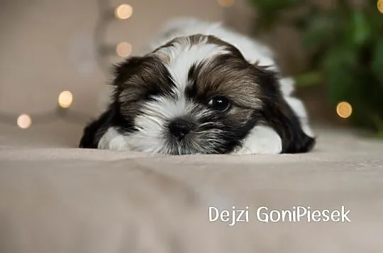 Shih Tzu Tricolor, Łódzkie, Dłutów