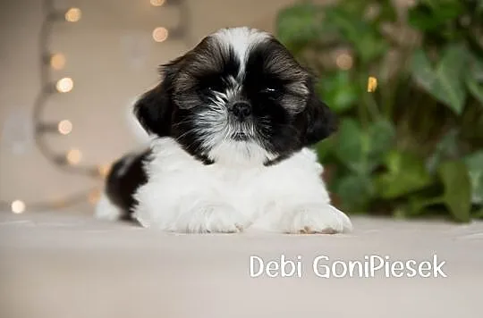 Shih Tzu Tricolor, Łódzkie, Dłutów