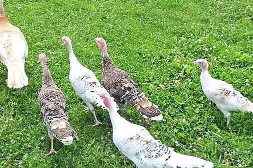Indyki 3-miesięczne, Zachodniopomorskie, Recz