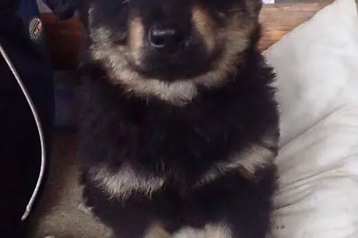 Kama do adopcji 7 tyg szczeniak w typie owczarka n