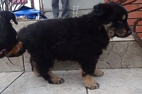 Kama do adopcji 7 tyg szczeniak w typie owczarka n