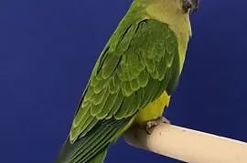 Papuga Konura brazylijska samiec 2018 r, Zielona Góra